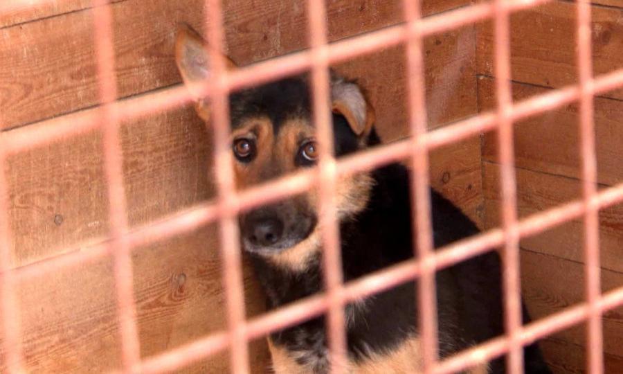 Администрация Северодвинска отказывается заботиться о бездомных животных