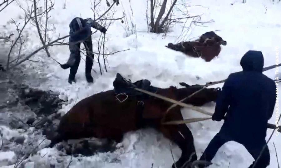 В Архангельске из канавы с ледяной водой спасатели вытащили коня